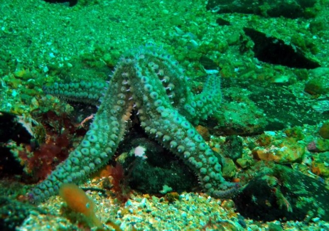 Encuentros únicos bajo el agua 